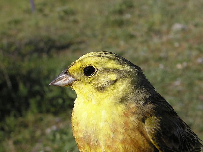 Yellowhammer, Sundre 20070609